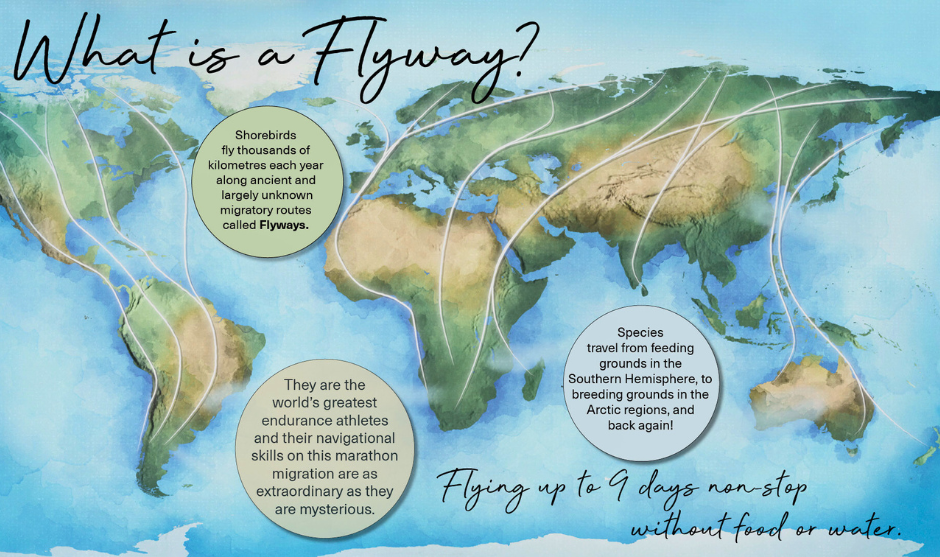 Flyways